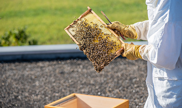 Patenbienen von JUNG since 1828