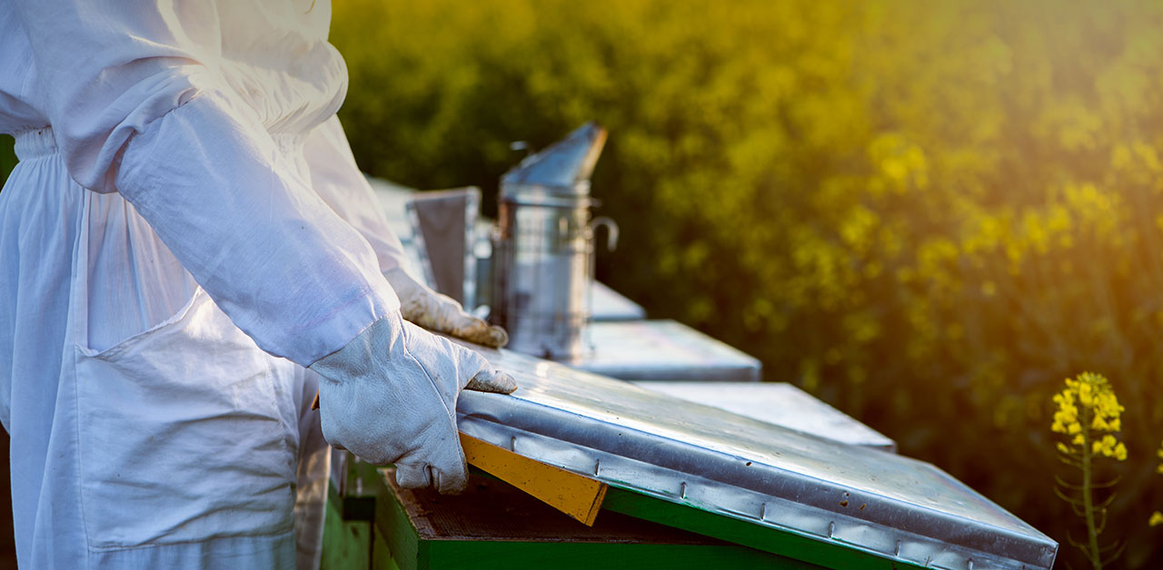 Imker bei der Arbeit an seinen Bienen 