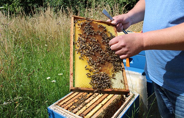 Imker Volker an der Beute der Patenbienen