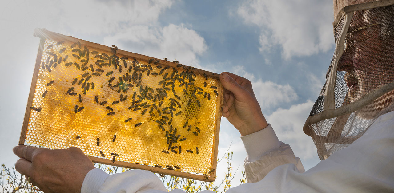 Imker hält Bienenwabe mit Bienen