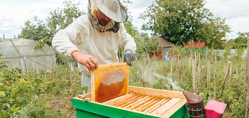 Imker bei der Arbeit an seinen Bienen