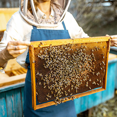 Eine Imkerin mit einer Bienenwabe