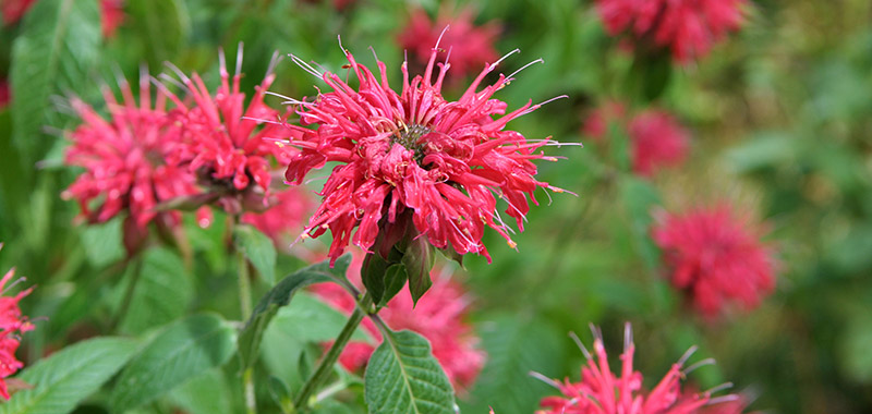 Blüte der Indianernessel