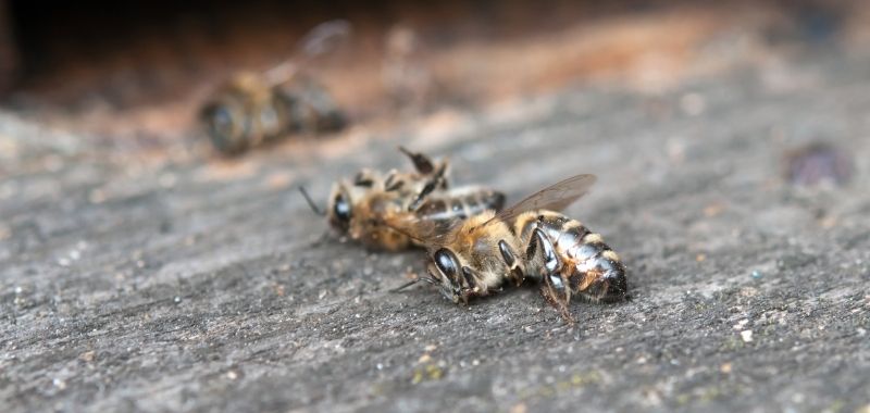 Insektensterben - ein Gespräch mit Thomas Fartmann