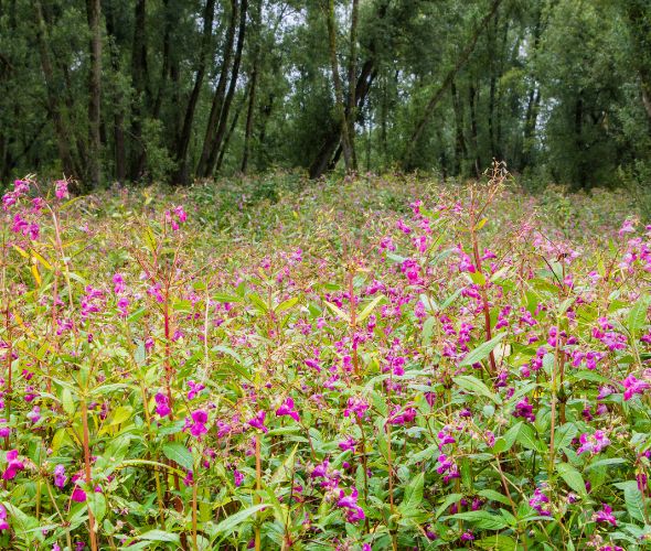 Große Anzahl an Springkraut vor einem Wald