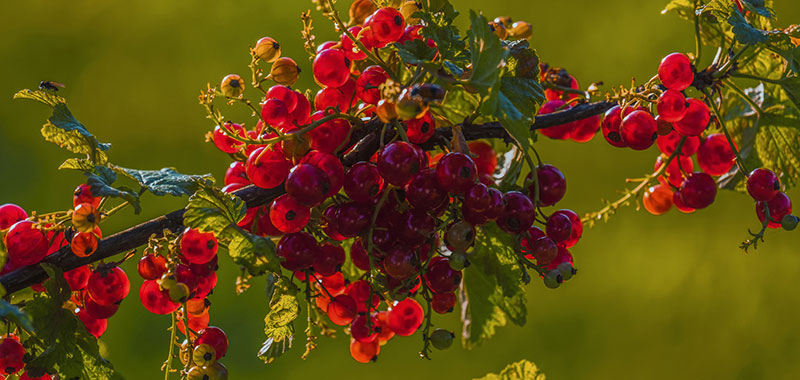 Johannisbeeren