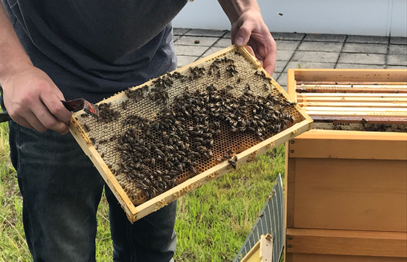 Imker Jonas mit seinen Honigbienen