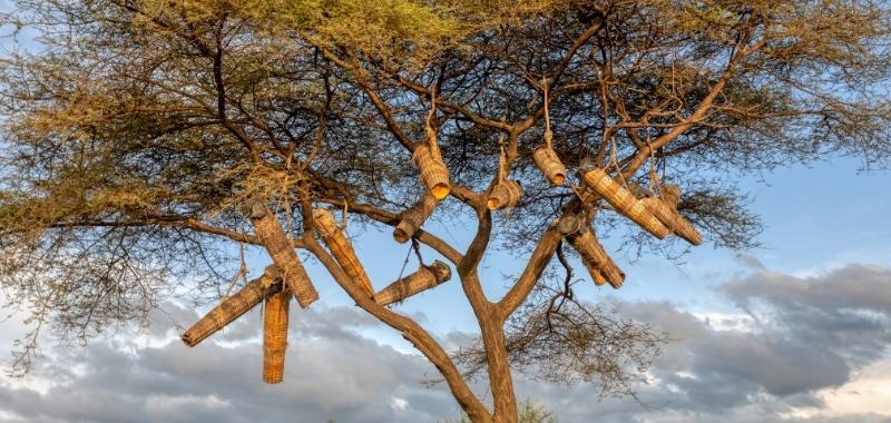Horizontale Beuten im Baum
