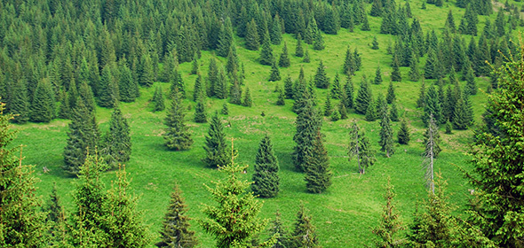 Kiefernwald mit Wiese von oben