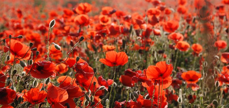 Klatschmohn waechst oft in großen Bestaenden auf Aeckern