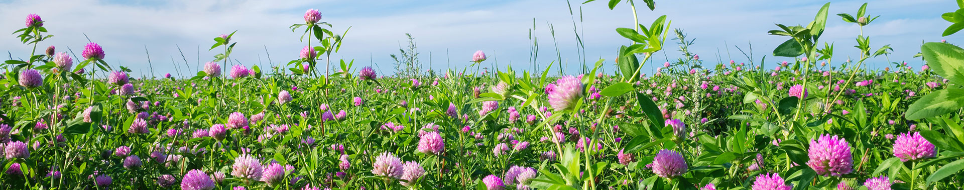 Rosa Kleewiese mit blauem Himmel