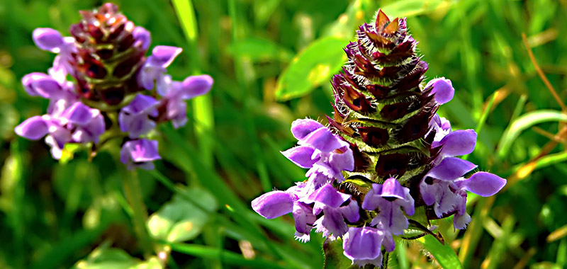 Blüte der kleinen Braunelle