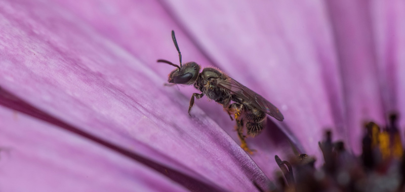 Kleine Maskenbiene