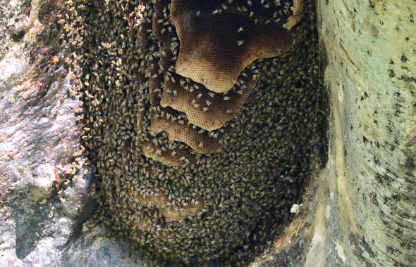 Nest eines Volkes Kliffhonigbienen