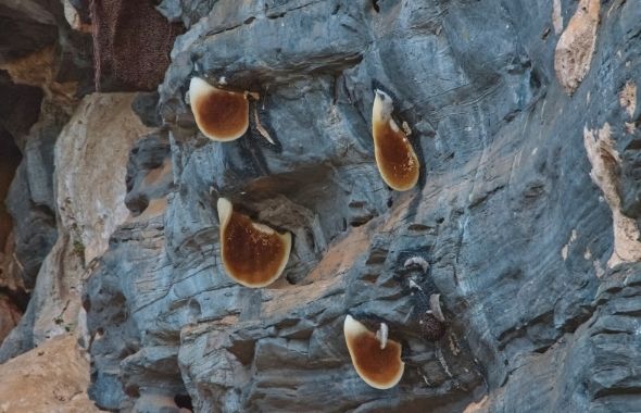 Kliffhonigbienen Nester an Felsen