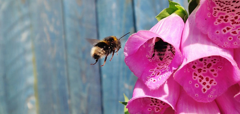 Eine Hummel an einer Blüte