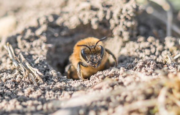 Wildbiene schaut aus einem Loch in der Erde