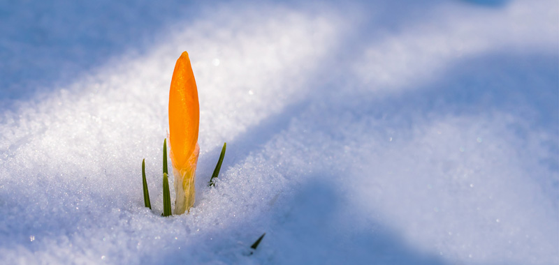 Krokus im Schnee