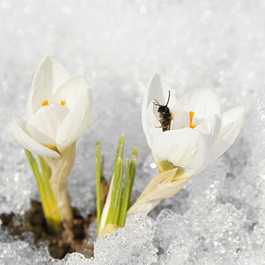 Krokusse im Schnee