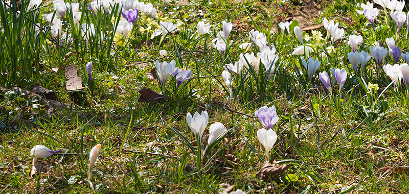 Krokusse in einer Wiese