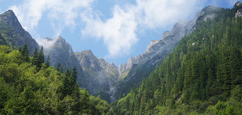 Wald und Berge 