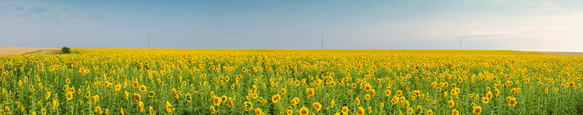 Blick auf Landschaft mit Sonnenblumen