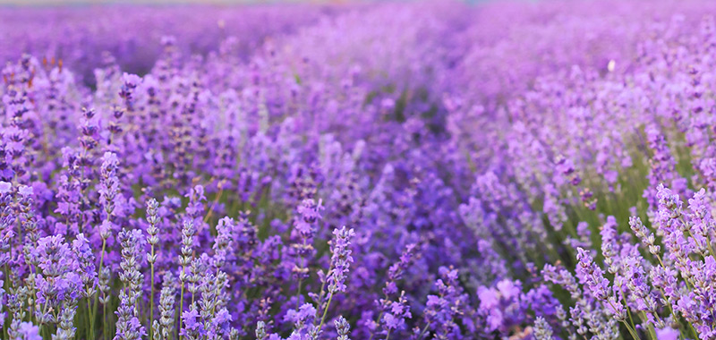 Der Lavendel