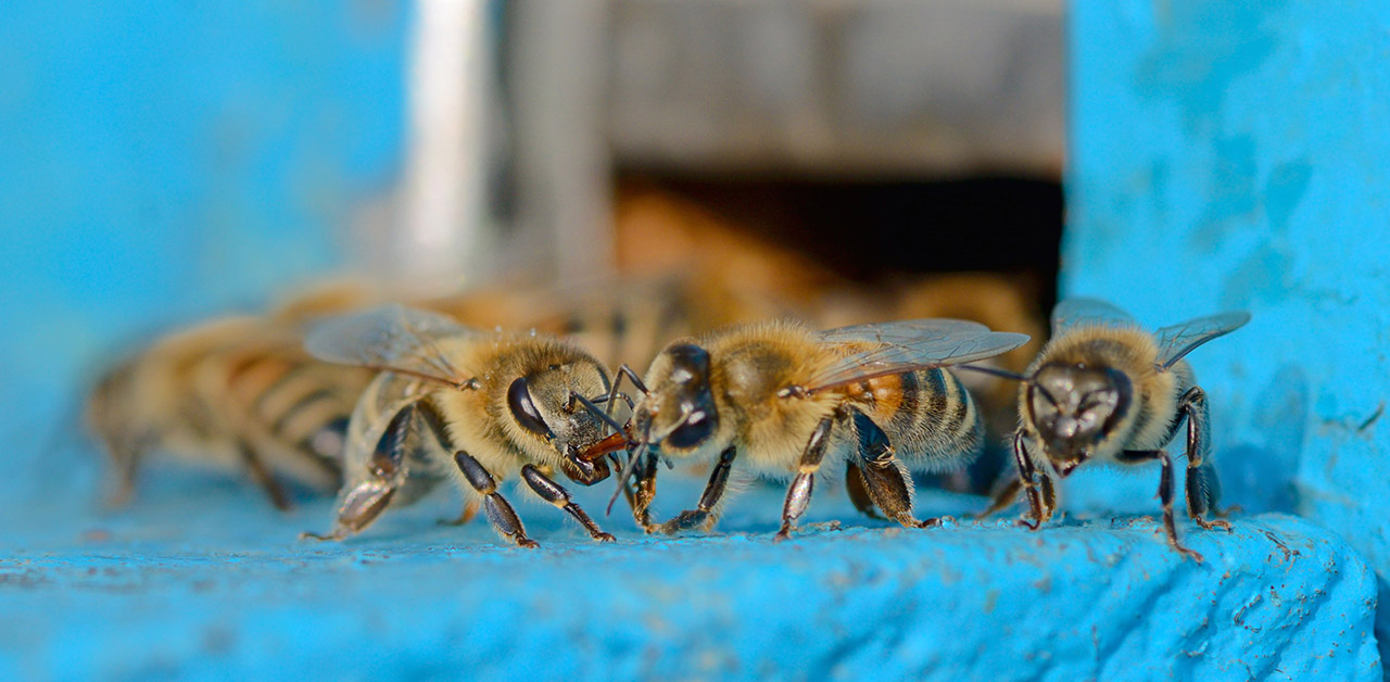 Bienen vor dem Einflugloch