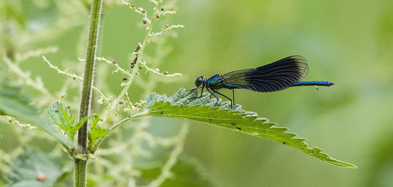 Libelle auf einem Blatt