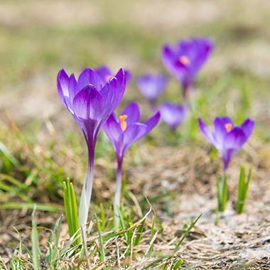 Lilafarbene Krokusse in einer Wiese