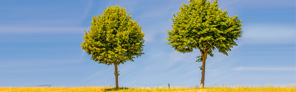 Zwei Lindenbäume in Brandenburg