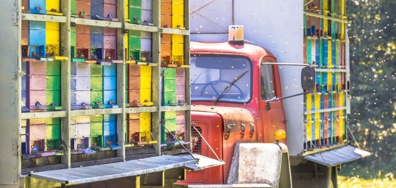 Wanderimkerei mit Bienenkästen