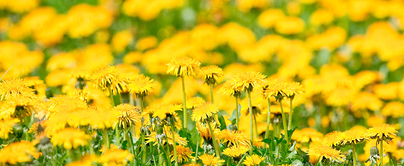 Gelbe Löwenzahnblüten