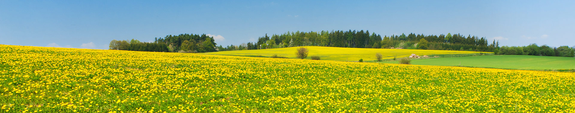 Blick auf Löwenzahnfeld