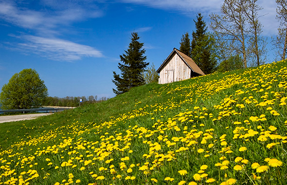 Eine Löwenzahnwiese im Allgäu