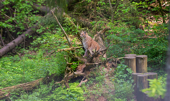 Ein Luchs im Harz