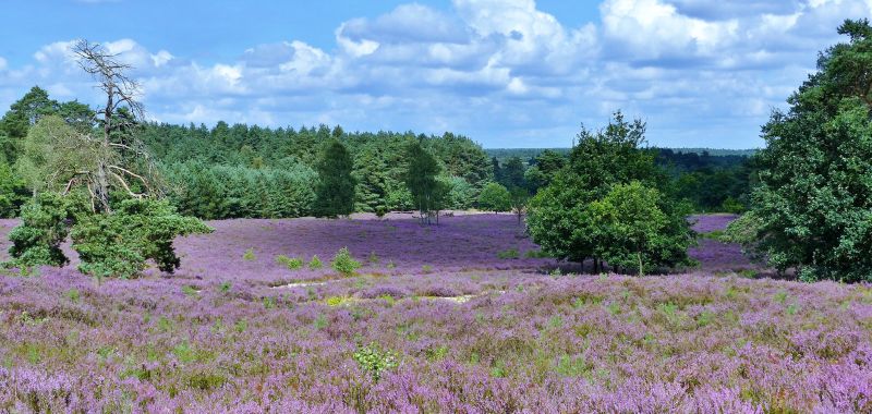 Lüneburger Heide