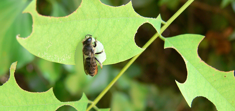 Luzerne Blattschneiderbiene