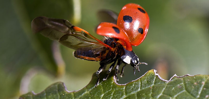 Marienkäfer im Flug