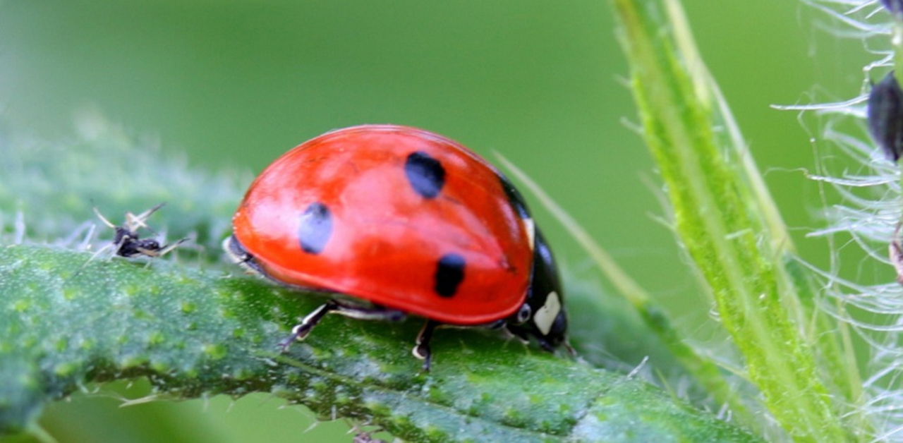 Marienkäfer auf einem Blatt