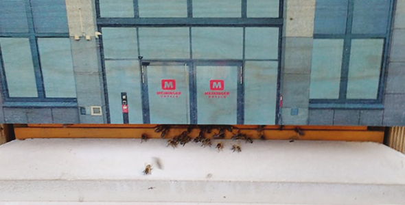 Die MEININIGER Patenbienen vor dem "Hoteleingang"