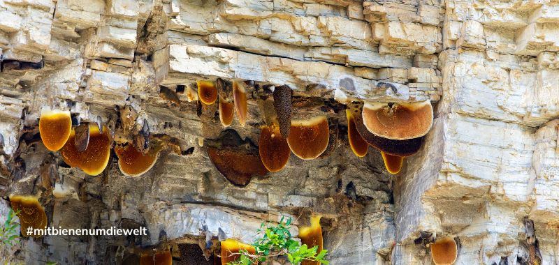 Bienenstöcke am Felsen