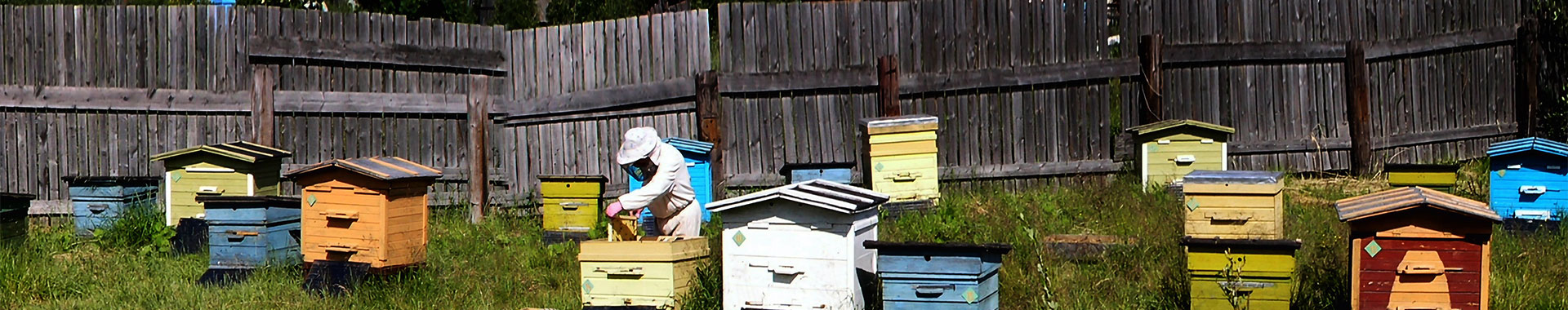 Imker bei der Arbeit an bunten Bienenstöcken 