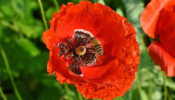 Honigbiene sammelt Nek und Pollen an einer Mohnblüte