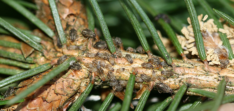 Nadelholz mit Läusen