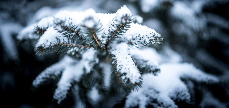 Nadelwald im Schnee