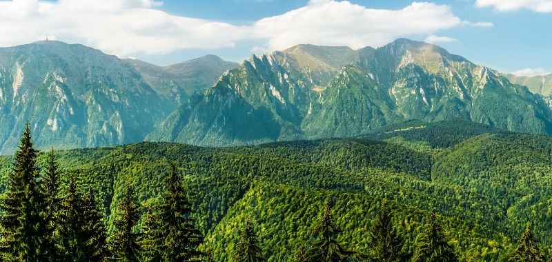 Wald und Berge 