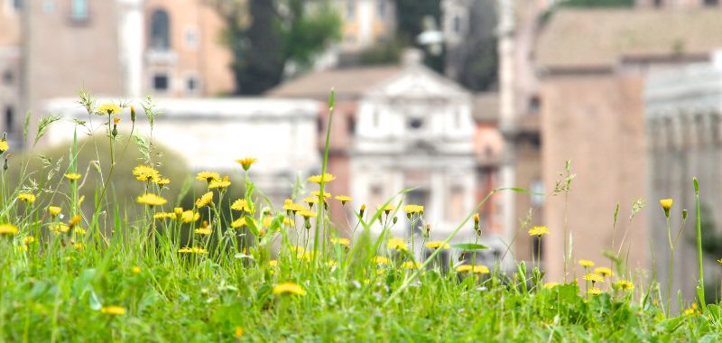 Blumenwiese in der Stadt