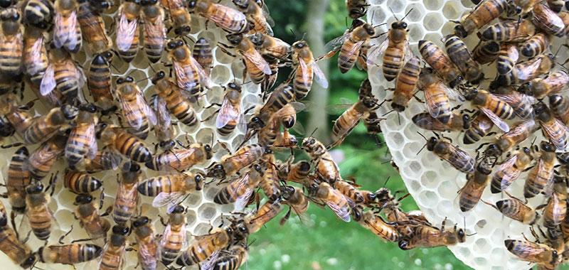 Naturwaben mit Bienen