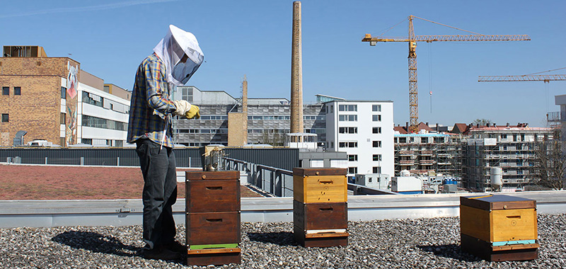 Stadtbienen über den Dächern von München
